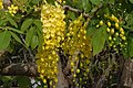 Cassia fistula