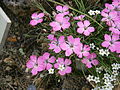 Dianthus pavonius