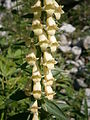 Digitalis lutea