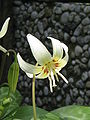 Erythronium 'White Beauty' flower