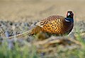 Ring-necked pheasant (introduced)