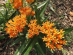 Butterfly milkweed