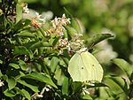 on Ligustrum tschonoskii, Mount Ibuki, Shiga prefecture, Japan.