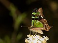 Macleay's Swallowtail