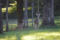Deer in one of the township's wooded areas