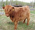 A highland cattle at Ysitien Lemmikki Zoo in Leppälahti