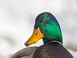 Mallard Drake in the Snow.