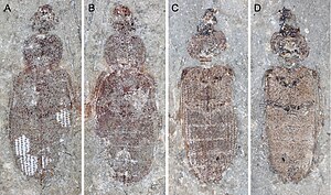 Holotype (A,B) and paratype (C,D) specimens of Omma liassicum dating to the Triassic-Jurassic boundary ~ 200 million years ago