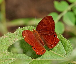 Dorsal view