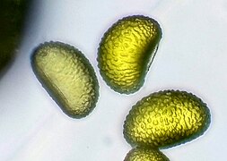 Spores under microscope (~0.1mm)