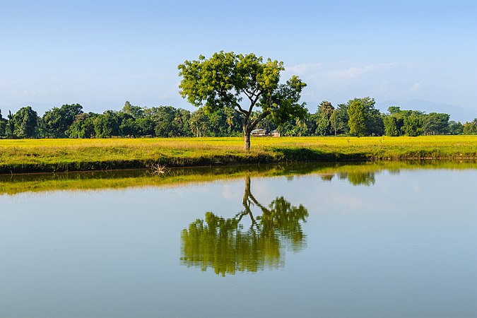 图为池塘边上苦苓树的倒影，摄于尼泊尔戈西专区的伊纳鲁瓦附近。