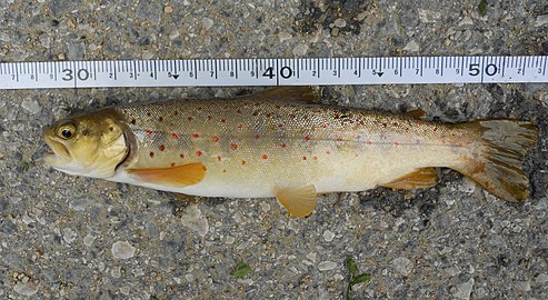 Salmo peristericus (Q310789)