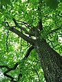 Wild Service Tree trunk & canopy