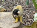 A Squirrel monkey