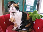 贵志站的猫站长“小玉”