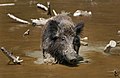 Wild boar