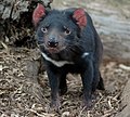 Young tasmanian devil