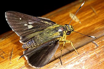 Dorsal view