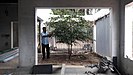 Transplanting / Tree transplantation in Kerala