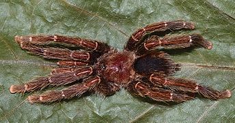 Avicularia caei male