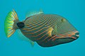 Most triggerfish are aggressive, but few match the orange-lined triggerfish.[3]