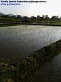 Agricultural land of Banghushree.