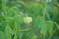 Cardiospermum halicacabum