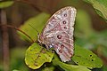 Morpho helenor peleides Panama