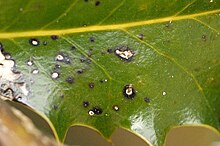 A leaf infected with the fungi