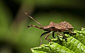 Facial view of Coreus marginatus