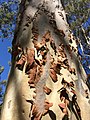 Shedding trunk bark