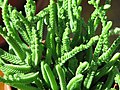 Crassula muscosa