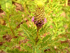 Dalea foliosa