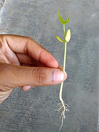 Dicotyledon plantlet showing roots