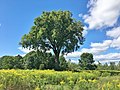 American elm tree in a park in Pittsfield, Massachusetts (August 2020)