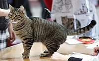 A brown/golden tabby