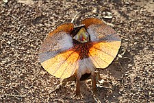 Frilled lizard (Chlamydosaurus kingii)