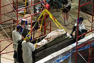 (?/7/2005) Giant squid being removed from its formalin preservative at the Smithsonian's Museum Support Center in Suitland, Maryland, surrounded by workers in full-face elastomeric respirators[175]