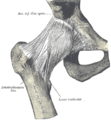 Right hip-joint from the front.