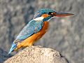 The common kingfisher is found throughout the plains of India.<ref>{{cite book