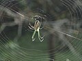 Dorsal view of a mature female Leucauge mariana