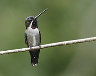 Female - Morti, Panama