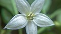 The flower of Red Hot Bangi Pepper, Malaysia