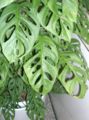 小龟背竹Monstera adansonii