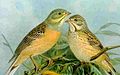 Ortolan Bunting