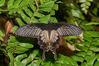 Dorsal view