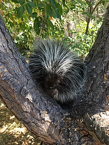 A North American porcupine in a tree.