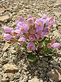 Flowers of Penstemon grahamii