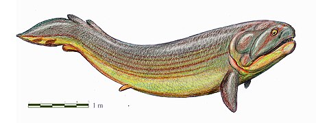 Rhizodus was a large freshwater Rhizodont sarcopterygian from Europe and North America.