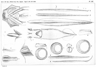 #89 (10/1/1918) Ventral view and details of the mature male giant squid obtained by Madoka Sasaki from a Tokyo fish market on 10 January 1918. Also shown are gladii (internal shell remnants) of two other squid species: Onychoteuthis banksii (fig. 12) and Onykia loennbergii (fig. 13).